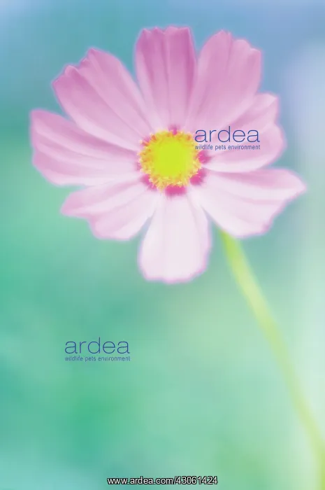 : Cosmos, Cosmos bipinnatus : Cosmos, Cosmos bipinnatus