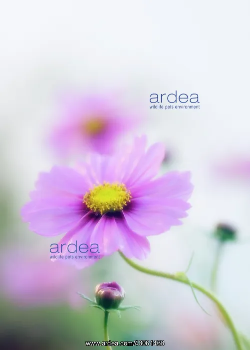 : Cosmos, Cosmos bipinnatus : Cosmos, Cosmos bipinnatus