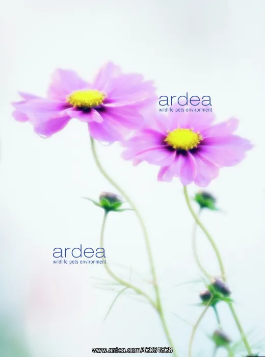 : Cosmos, Cosmos bipinnatus : Cosmos, Cosmos bipinnatus