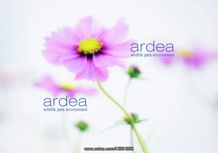 : Cosmos, Cosmos bipinnatus : Cosmos, Cosmos bipinnatus