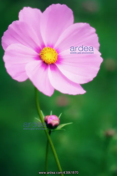 : Cosmos, Cosmos bipinnatus : Cosmos, Cosmos bipinnatus
