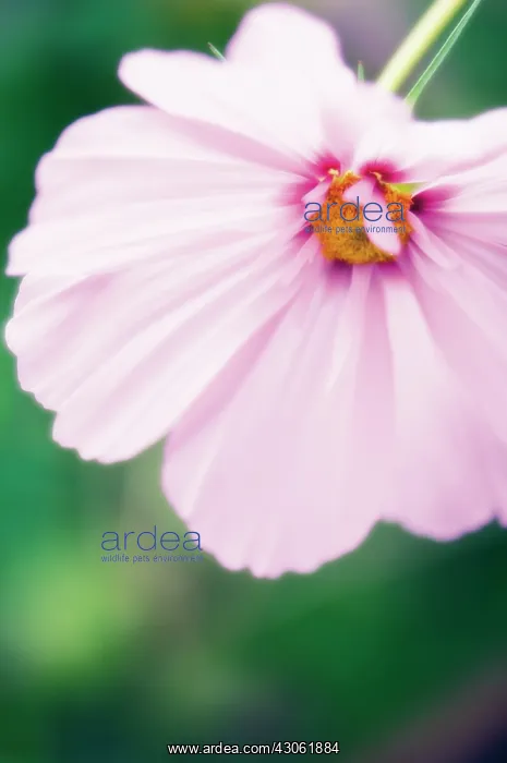 : Cosmos, Cosmos bipinnatus : Cosmos, Cosmos bipinnatus