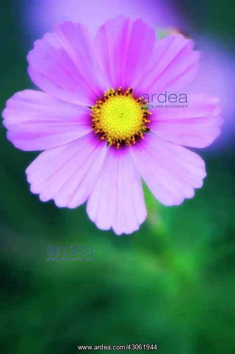 : Cosmos, Cosmos bipinnatus : Cosmos, Cosmos bipinnatus