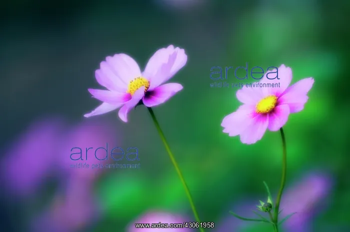 : Cosmos, Cosmos bipinnatus : Cosmos, Cosmos bipinnatus