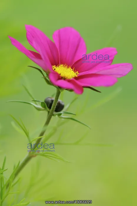 : Cosmos, Cosmos bipinnatus Sonata Carmine : Cosmos, Cosmos bipinnatus Sonata Carmine