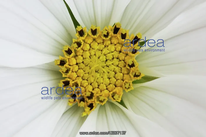 : Cosmos, Cosmos bipinnatus Sonata White : Cosmos, Cosmos bipinnatus Sonata White