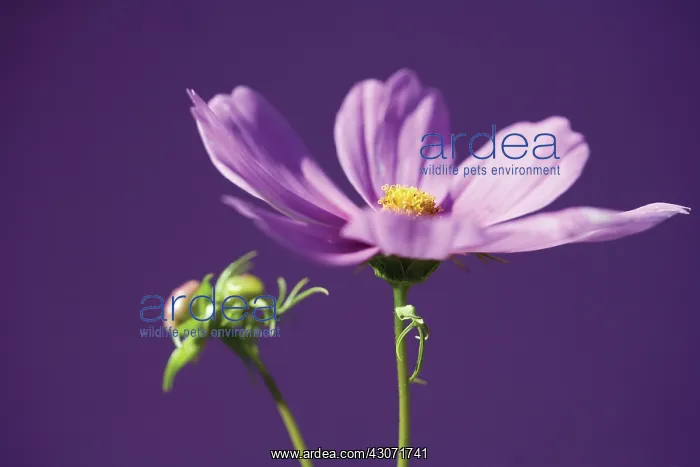 : Cosmos : Cosmos