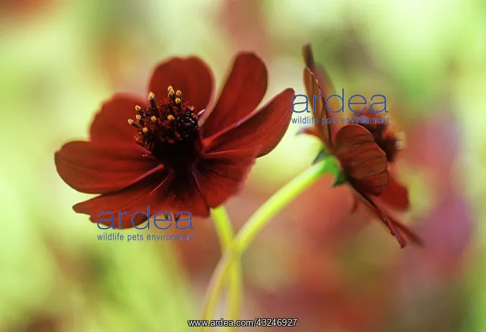 : Cosmos, Chocolate cosmos, Cosmos atrosanguineus : Cosmos, Chocolate cosmos, Cosmos atrosanguineus