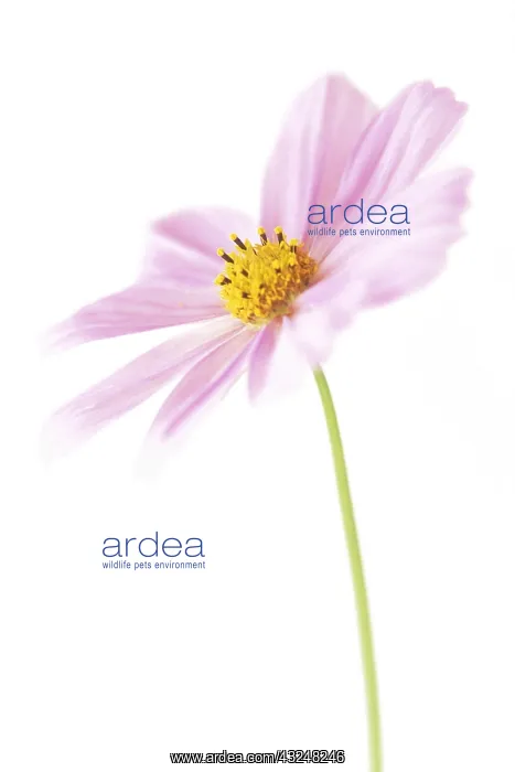 : Cosmos, Cosmos bipinnatus : Cosmos, Cosmos bipinnatus
