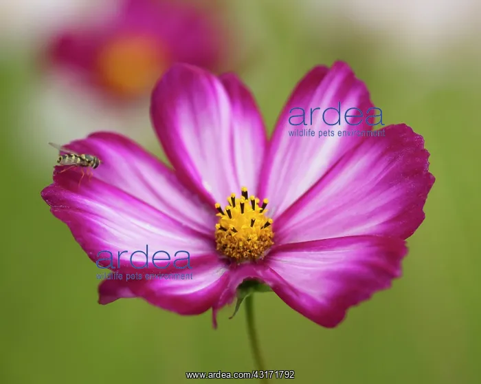  : Cosmos bipinnatus Candy Stripe flower with a hoverfly perc