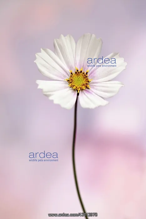 : Cosmos bipinnatus Daydream, Front view of one : Cosmos bipinnatus Daydream, Front view of one
