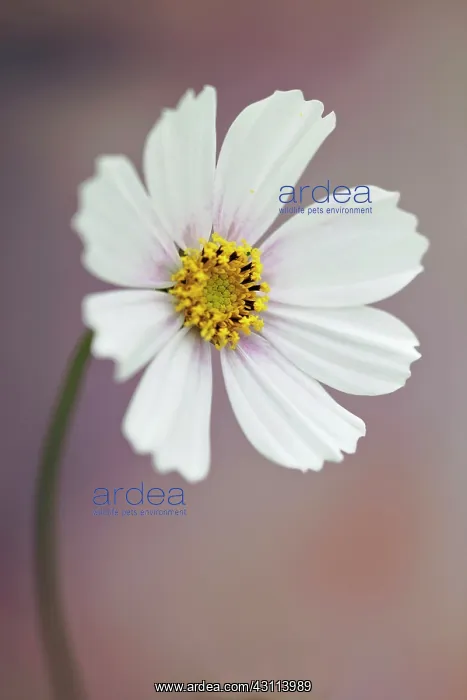 : Cosmos bipinnatus Daydream, Front view of one : Cosmos bipinnatus Daydream, Front view of one