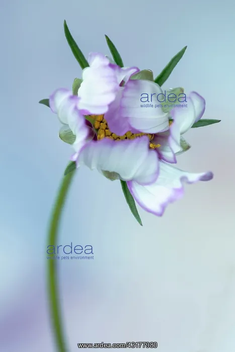 : Cosmos bipinnatus Daydream, Front view of one : Cosmos bipinnatus Daydream, Front view of one