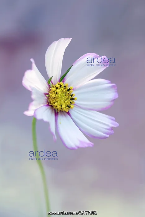 : Cosmos bipinnatus Daydream, Front view of one : Cosmos bipinnatus Daydream, Front view of one