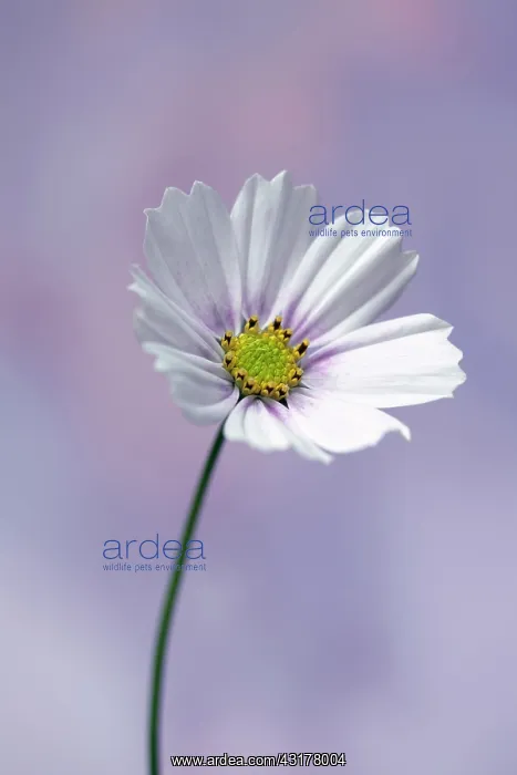 : Cosmos bipinnatus Daydream, Front view of one : Cosmos bipinnatus Daydream, Front view of one