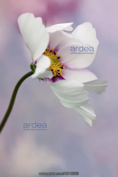 : Cosmos bipinnatus Daydream, Side view of one flower : Cosmos bipinnatus Daydream, Side view of one flower