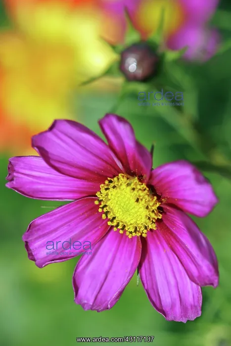 : Cosmos bipinnatus flower with bud against soft focus yellow : Cosmos bipinnatus flower with bud against soft focus yellow