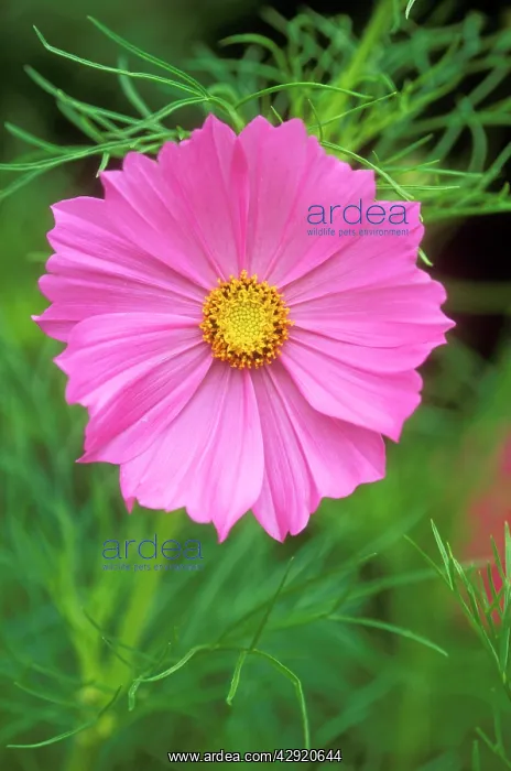 : Cosmos Bipinnatus - Psycho. July flowering : Cosmos Bipinnatus - Psycho. July flowering