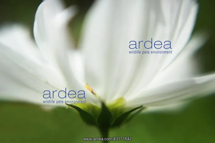 : Cosmos bipinnatus Purity, close up showing white petals pa : Cosmos bipinnatus Purity, close up showing white petals pa