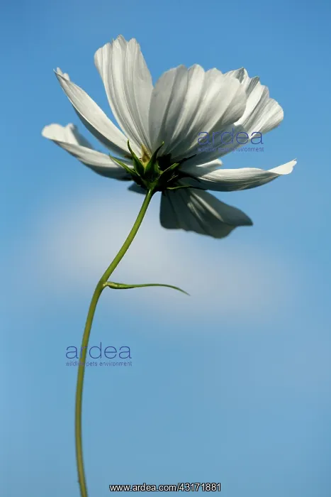 : Cosmos bipinnatus Purity seen from underneath against blue : Cosmos bipinnatus Purity seen from underneath against blue