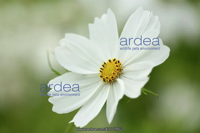 : Cosmos bipinnatus Purity, single flower showing the yellow : Cosmos bipinnatus Purity, single flower showing the yellow