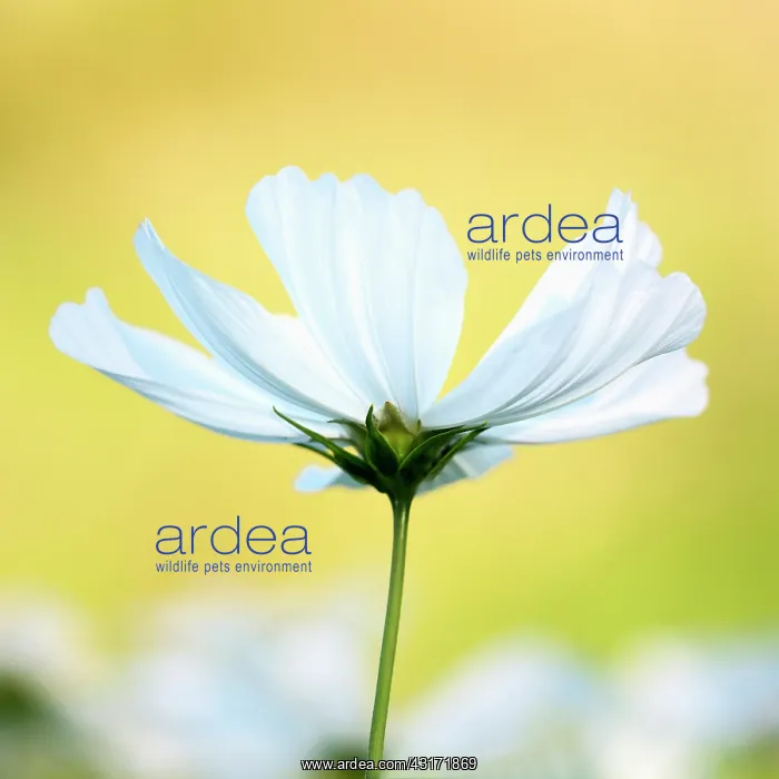 : Cosmos bipinnatus Purity against a warm yellow background : Cosmos bipinnatus Purity against a warm yellow background