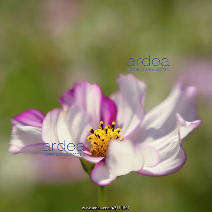 : Cosmos bipinnatus Rose Picotee showing its curled striped : Cosmos bipinnatus Rose Picotee showing its curled striped