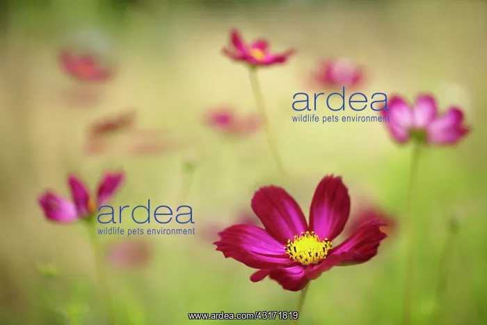 : Cosmos bipinnatus Rubenza, a deep ruby red flower with oth : Cosmos bipinnatus Rubenza, a deep ruby red flower with oth