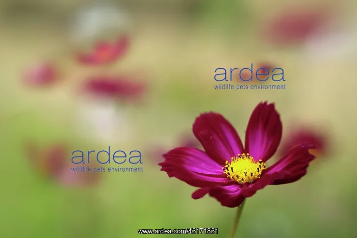 : Cosmos bipinnatus Rubenza, a deep ruby red flower with oth : Cosmos bipinnatus Rubenza, a deep ruby red flower with oth