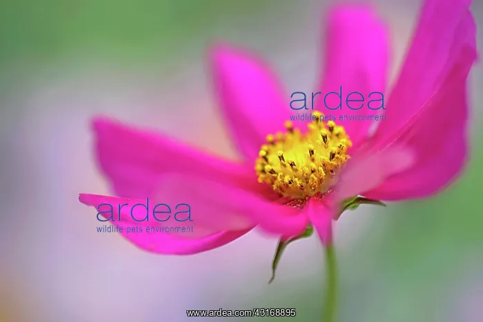 : Cosmos bipinnatus, shot from side revealing pollen coverd ye : Cosmos bipinnatus, shot from side revealing pollen coverd ye