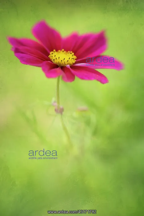  : Cosmos bipinnatus, side view of a single deep red flower of
