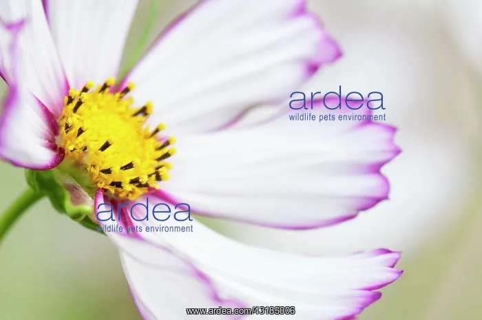 : Cosmos, Close up showing pink tipped petals and : Cosmos, Close up showing pink tipped petals and