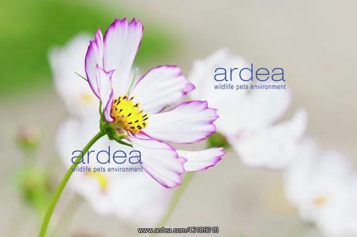: Cosmos, Close up showing pink tipped petals and : Cosmos, Close up showing pink tipped petals and
