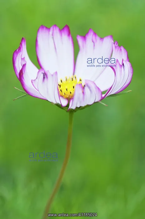 : Cosmos, Close up showing pink tipped petals and : Cosmos, Close up showing pink tipped petals and