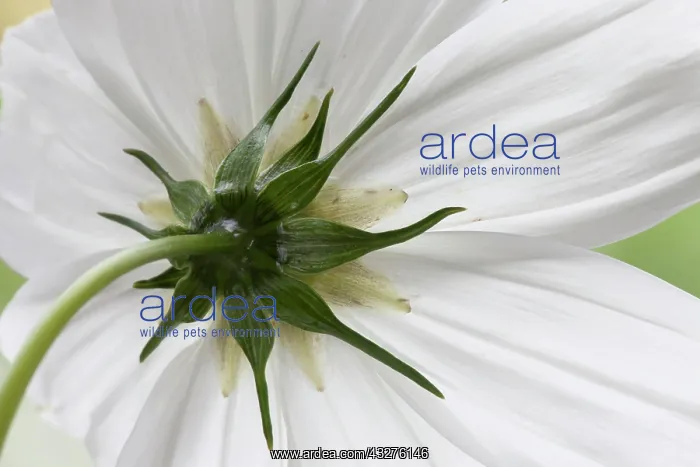 : Cosmos, Cosmos bipinnatus Purity : Cosmos, Cosmos bipinnatus Purity