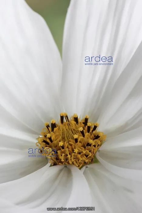 : Cosmos, Cosmos bipinnatus Purity : Cosmos, Cosmos bipinnatus Purity