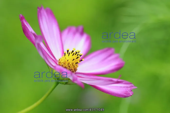 : Cosmos, Cosmos bipinnatus Sensation Picotee, Side view of : Cosmos, Cosmos bipinnatus Sensation Picotee, Side view of