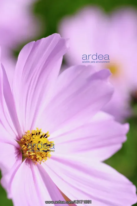 : Cosmos, Cosmos bipinnatus Sensation Picotee, Side view of : Cosmos, Cosmos bipinnatus Sensation Picotee, Side view of