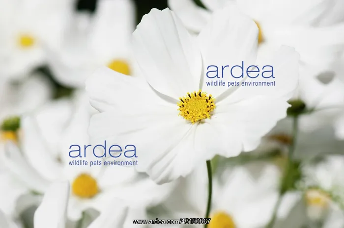  : Cosmos, Cosmos bipinnatus, White daisy shaped flowers with y