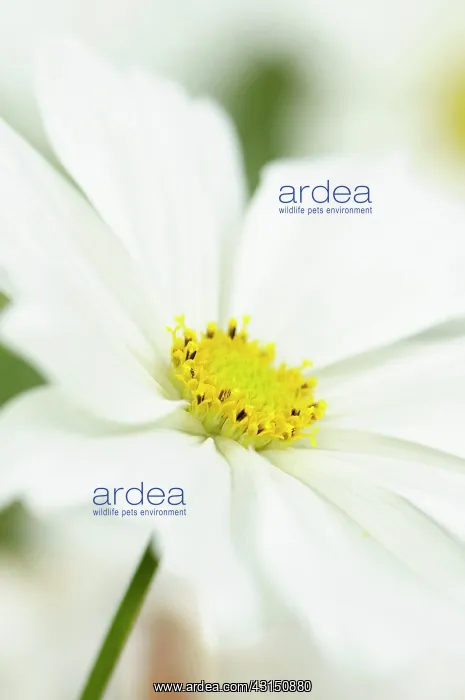 : Cosmos, Cosmos bipinnatus, White daisy shaped flowers with y : Cosmos, Cosmos bipinnatus, White daisy shaped flowers with y