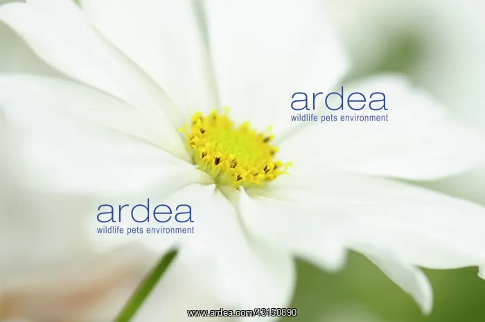 : Cosmos, Cosmos bipinnatus, White daisy shaped flowers with y : Cosmos, Cosmos bipinnatus, White daisy shaped flowers with y