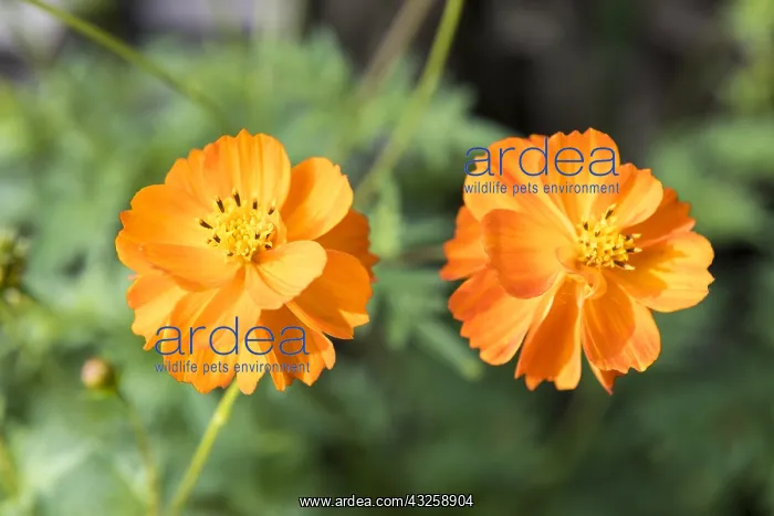 : Cosmos (Cosmos sulphureus) Cosmic Orange in summer : Cosmos (Cosmos sulphureus) Cosmic Orange in summer