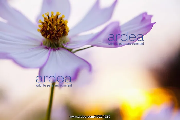: Cosmos, Mauve coloured flower growing outdoor against : Cosmos, Mauve coloured flower growing outdoor against
