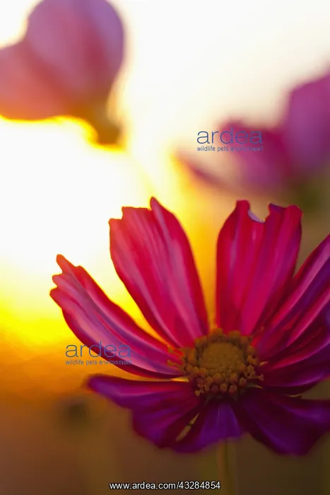 : Cosmos, Pink flower growing outdoor backlit by setting : Cosmos, Pink flower growing outdoor backlit by setting