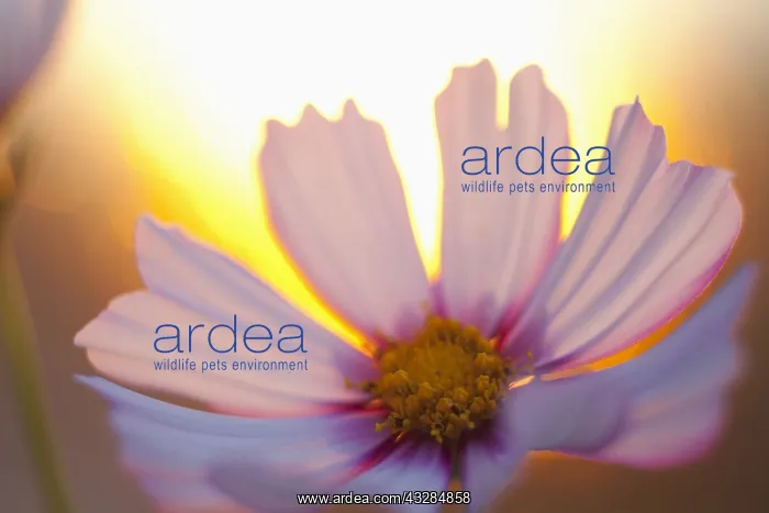 : Cosmos, Pink flower growing outdoor backlit by setting : Cosmos, Pink flower growing outdoor backlit by setting