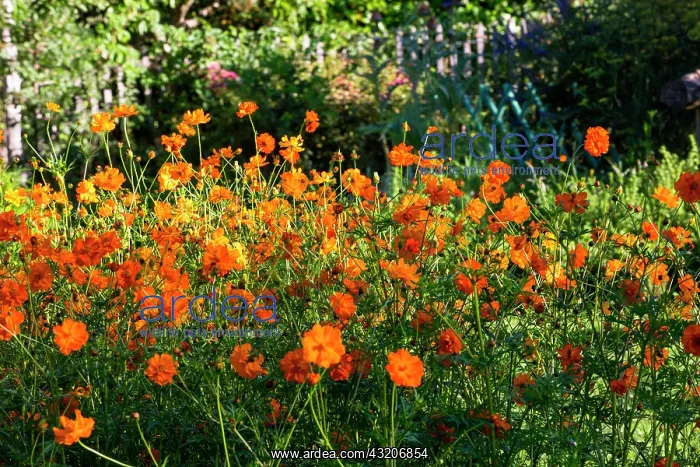 : Cosmos sulphureus in a vegetable garden, Provence : Cosmos sulphureus in a vegetable garden, Provence