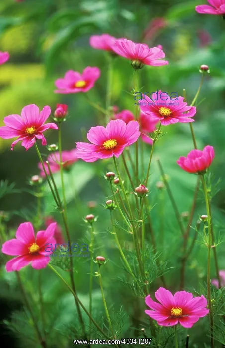 : COSMOS Tetra - Versailles' : COSMOS Tetra - Versailles'