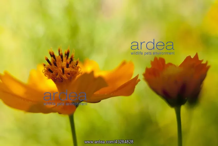 : Cosmos, Yellow coloured flowers growing outdoor : Cosmos, Yellow coloured flowers growing outdoor
