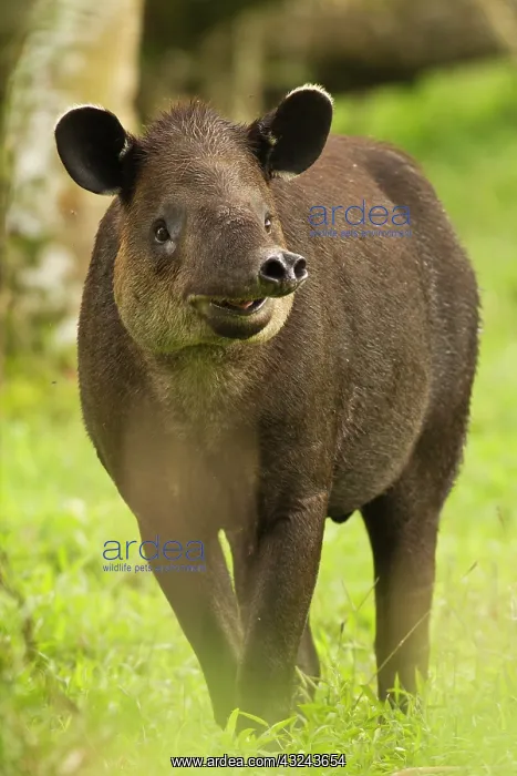 : Costa Rica. Bairdis Tapir (Tapirus bairdii) : Costa Rica. Bairdis Tapir (Tapirus bairdii)