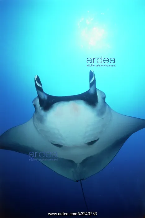 : Costa Rica, Cocos Island, Pacific Manta : Costa Rica, Cocos Island, Pacific Manta